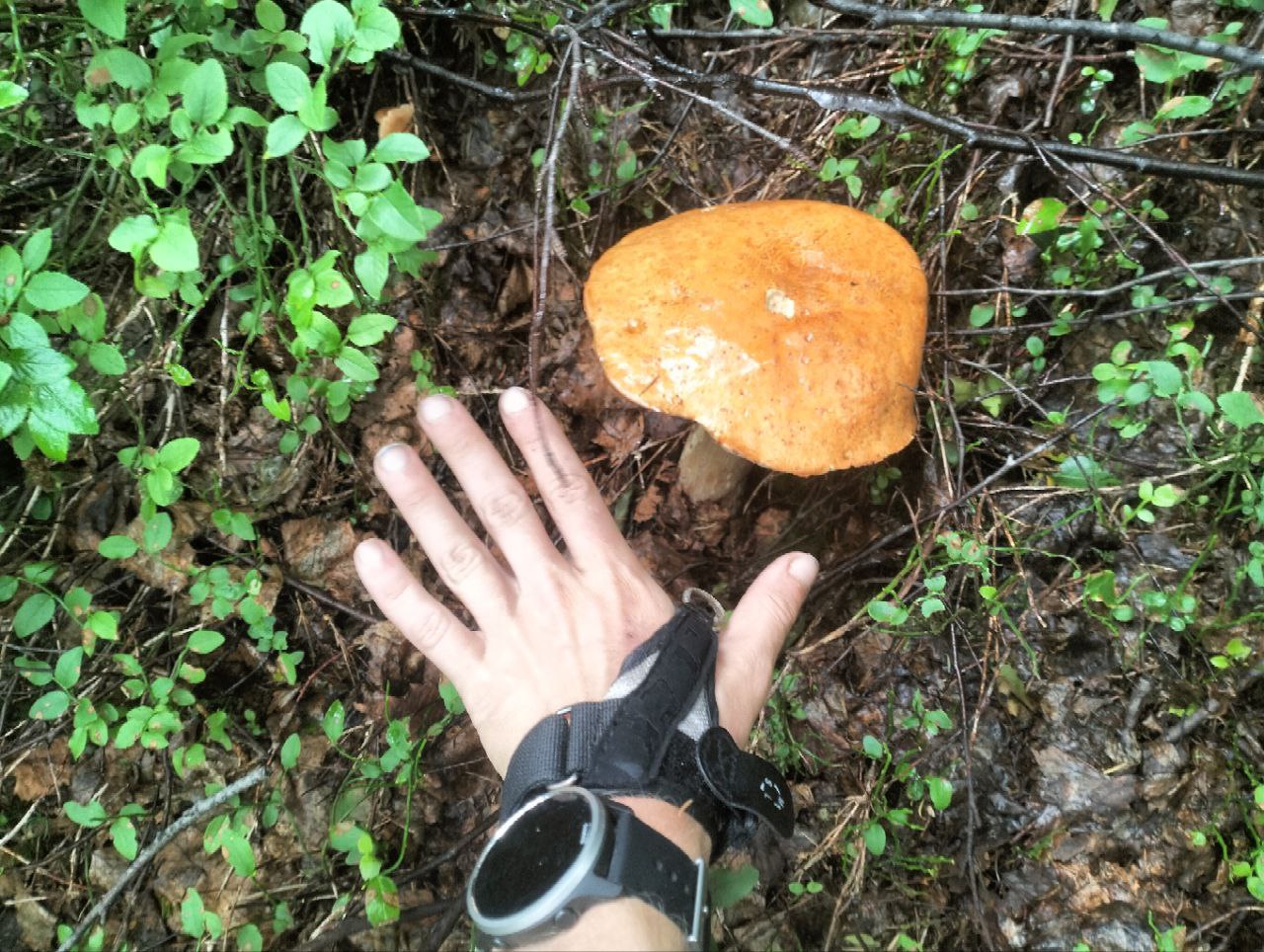 Карпатський гриб