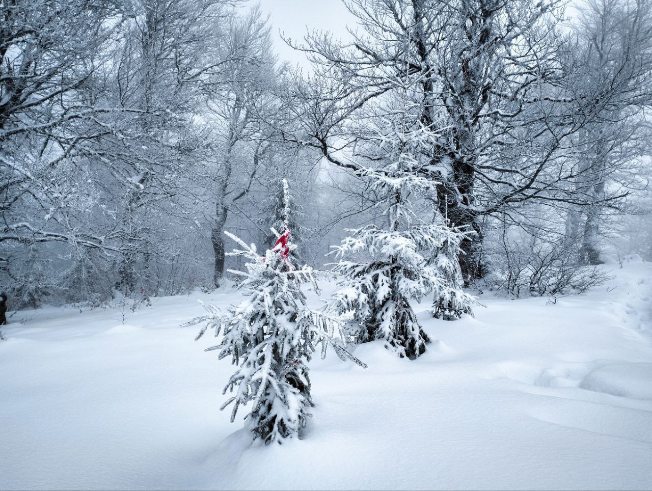 Формат зимового маркування в Карпатах
