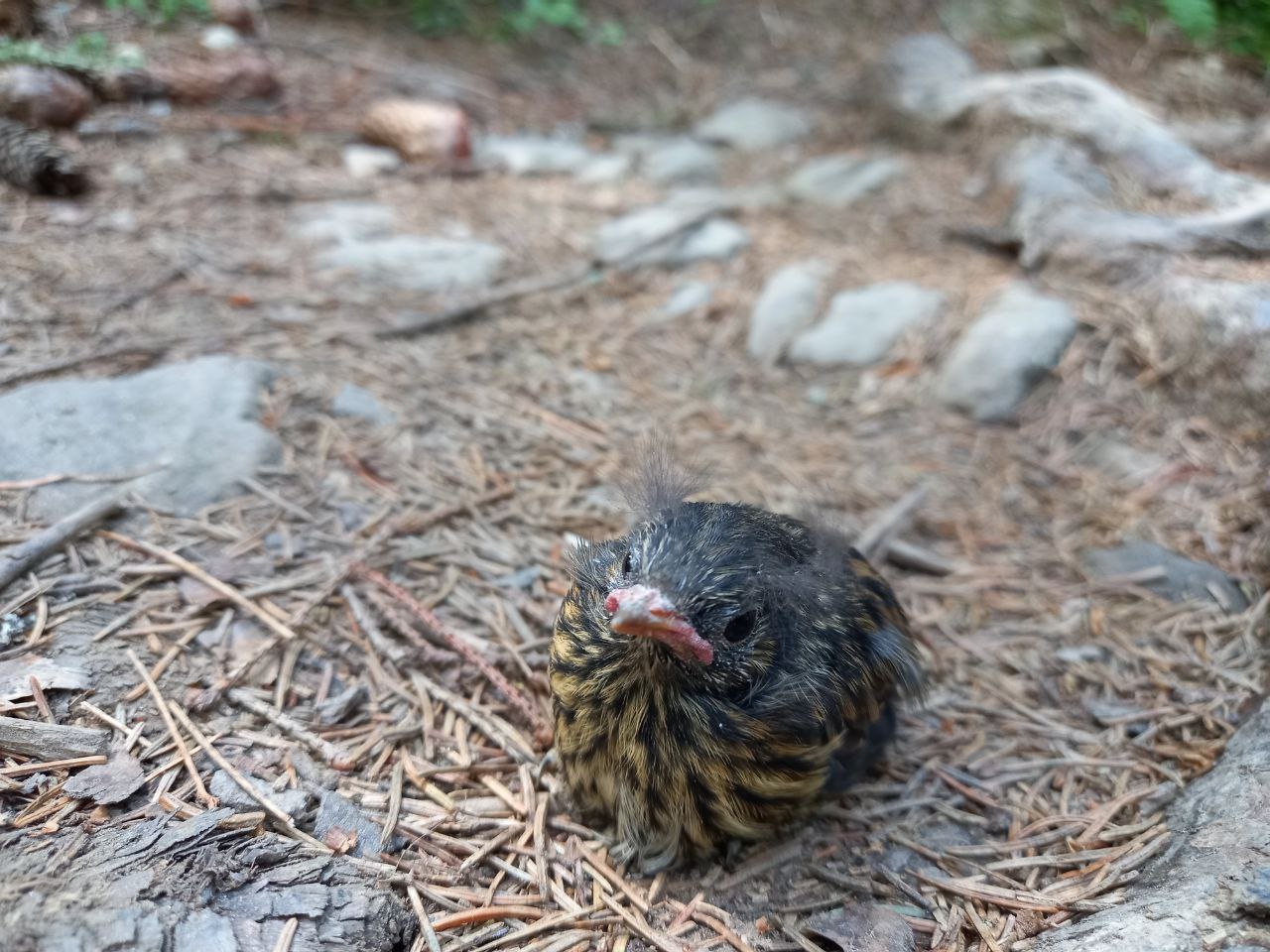 Прибирання на озері Несамовите