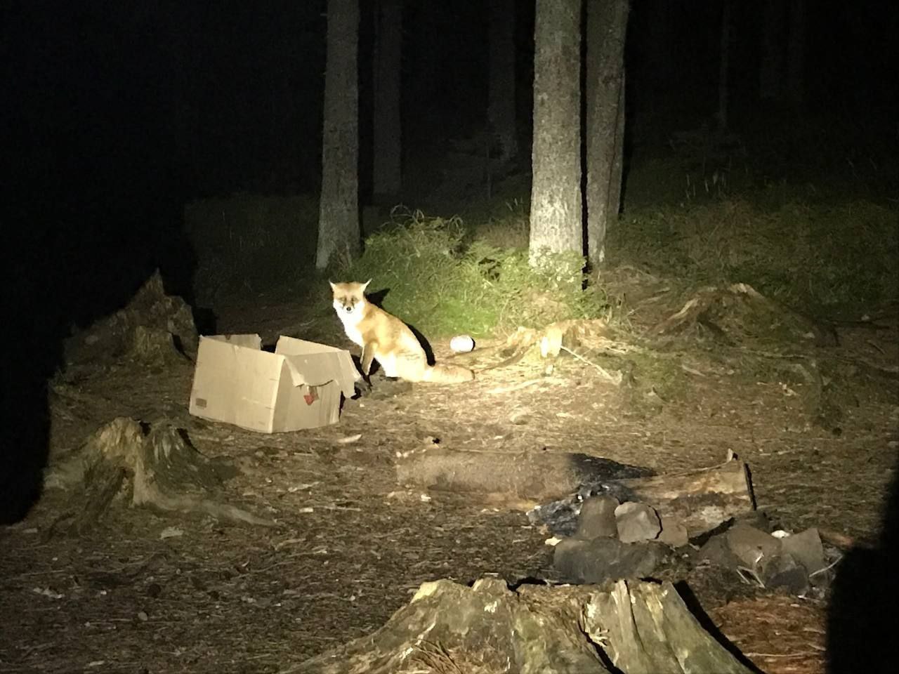 Толока на Говерлі