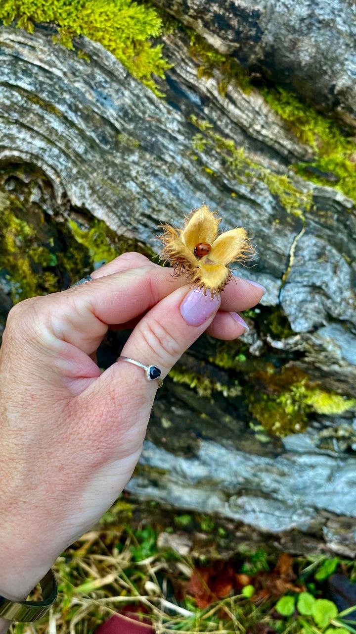 Крупний план: у руці тримають букову сережку з маленьким каштаном на тлі моху та старого дерева