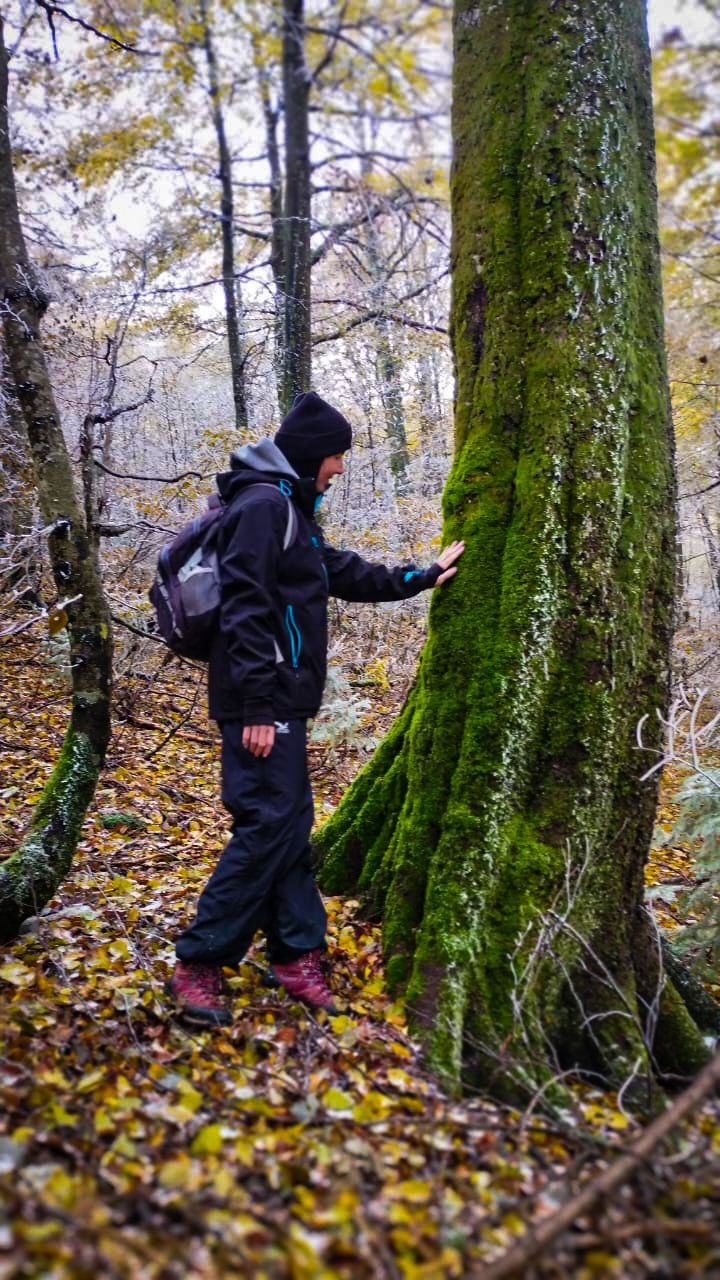 Людина торкається масивного дерева, вкритого мохом, серед осіннього лісу.