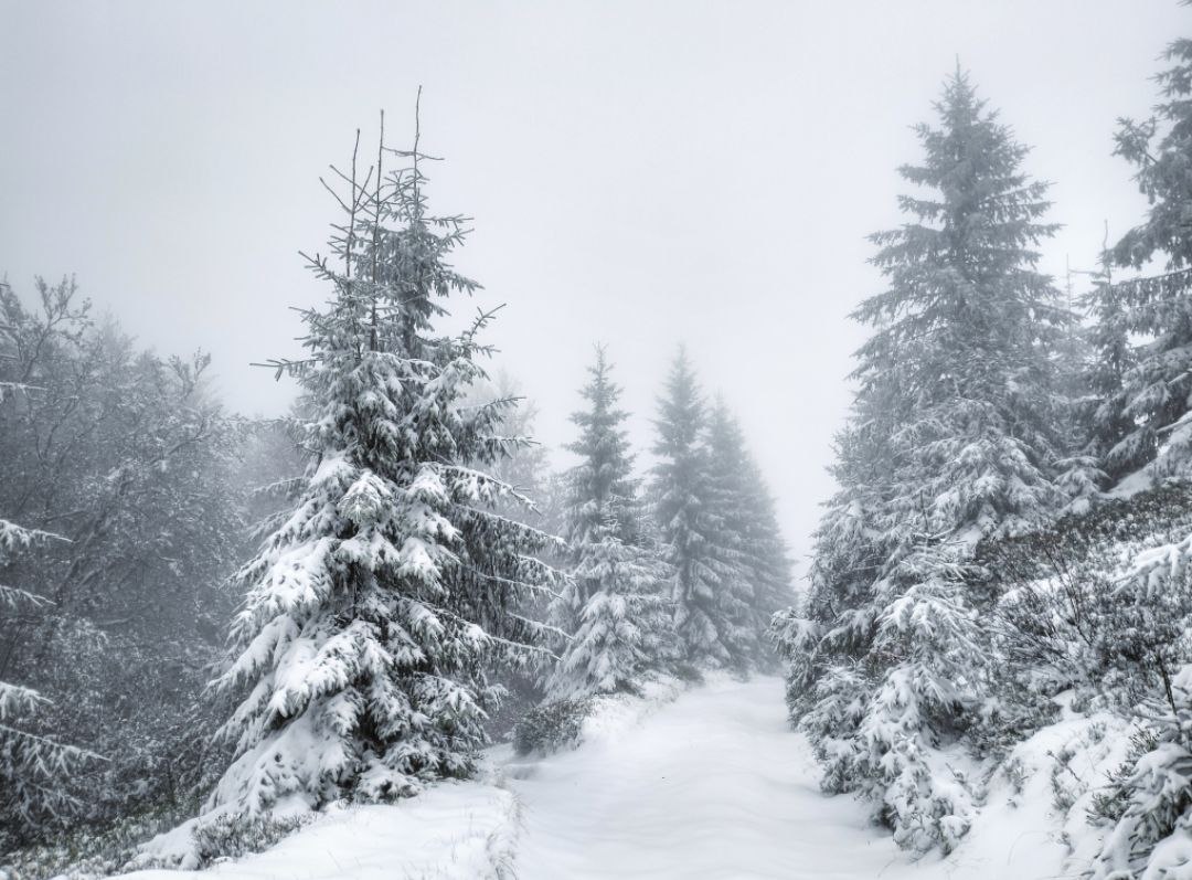 Засніжена гірська стежка серед смерек у тумані. Глибокий сніг і осіння негода на високогір'ї Карпат.